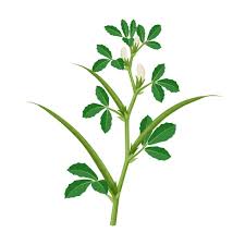 Image result for Trigonella