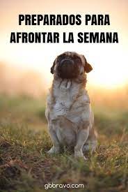 Vamos Con La Semana Animo Y Feliz Lunes Happymonday Humor De Perros Gatitos Divertidos Perros Pug