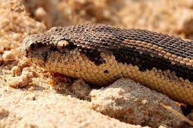 Rough Scaled Sand Boa Snakes For Sale Sand Boa