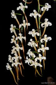 Image result for Cyrtorchis monteiroae