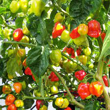 The plant needs more water. Types Of Pepper Plants To Grow The Home Depot