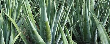 One primary reason why aloe vera plants die is root rot. Root Rot Of Aloe Vera Var Curacao The Plant Aide