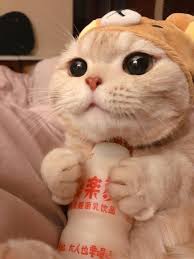 Pin By Almina Akin On Petz In 2020 Cute Baby Cats Baby Cats Cute Baby Animals