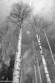 Black And White Aspen Tree Pictures Towering Aspen Trees In Black And White Black And White Photography Black And White Photographs Aspen Trees