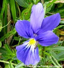 Pensee Des Vosges Fleurs De Montagne Fleurs Champ De Fleurs