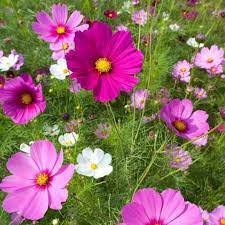 Wild Cosmos Seeds Sensation Mix Flower Seeds In Packets Bulk Eden Brothers Flower Seeds Annual Flowers Wild Flower Meadow