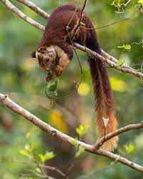 Bbc Earth On Instagram Earthcapture By Ravi Kumar95 A Malabar Giant Squirrel Ratufa Indica The Indi Giant Squirrel Indian Giant Squirrel Nature Animals