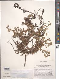 Image result for Alchemilla cryptantha