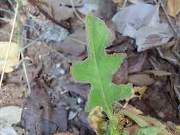 Image result for Oxygonum