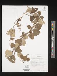 Image result for Cissampelos mucronata