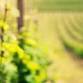 WSET Level 1 Award in Wines