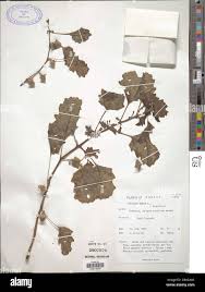 Image result for Pedalium