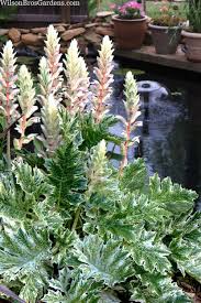 Image result for Acanthus polystachyus