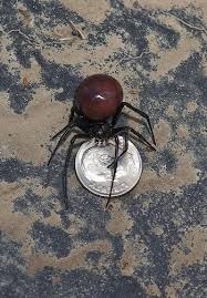 Clean the area with soap and water and put on some. 39 Best Black Widow Spider Ideas