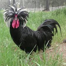 They are most often used for their high egg production and ornamental. Ar White Crested Black And Wc Blue Show Quality Polish