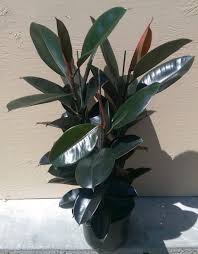 Above 4.5 °c (40 °f) where to grow: Ficus Elastica Burgundy Decora Plant In 10 Pot About Etsy
