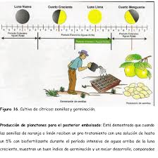 Eso defiende fatoumata kébé, la astrónoma y astrofísica que ha dedicado su vida a estudiarla. El Libro De La Luna Para Descargar Gratis