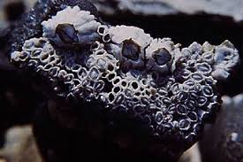 ↑ 1,0 1,1 1,2 barnacle eating behavior overview на youtube. Barnacles