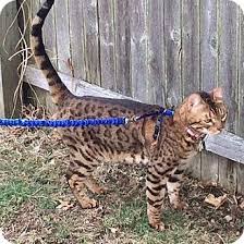All of its members are active bengal cat enthusiasts who truly care about these cats' health, happiness and welfare. Long Beach Ny Bengal Meet Ferguson A Cat For Adoption Http Www Adoptapet Com Pet 17841097 Long Beach New York Bengal Cat Rescue Bengal Cat Cat Adoption