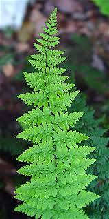 Image result for Cheilanthes similis