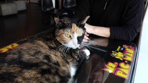 At cats protection, we believe in matching the right cat to the right home. There S Plenty Of Time For Play At Arcade Themed Rescue The Catcade Chicago News Wttw