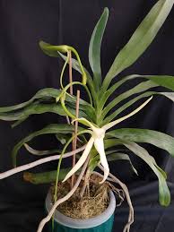 Image result for Aerangis splendida