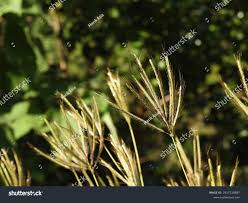 Image result for Dichanthium annulatum