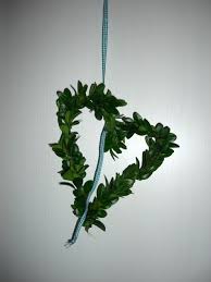 Buchsbaum Herz Binden Ein Tuto Herrlich Buchsbaum Buche Baum Buchsbaum Deko