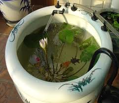 Masyarakat di seluruh asia juga mengonsumsi akar teratai selama. Cara Menanam Bunga Lotus Dari Biji Dan Cara Merawatnya Bibitbunga Com