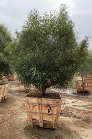 Image result for Searsia lancea