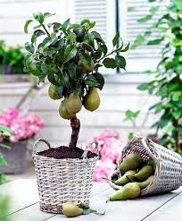 Depending on the maturity of the plant and growing conditions, it may take several years for plants to bear fruit. You Can Dwarf Fruit Trees In Pots And Growing Trays On The Balcony Interior Design Ideas Ofdesign
