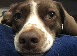 We did not find results for: 5 Brittany Spaniel Mix Breeds The Popular And Adorable Hybrid Dogs Petpress