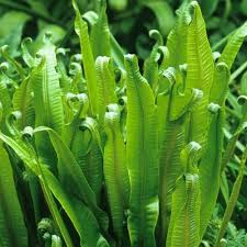 Image result for Asplenium elliottii