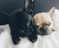 After seeing this you'll realize it is probably quite normal. Go Away We Re Busy Doing Nothing Sleeping French Bulldogs Bulldog Puppies Frenchie Puppy Baby French Bulldog