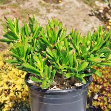 Image result for Crassula hobbit