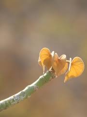 Image result for Hildegardia