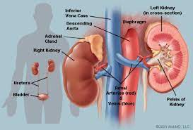 The sternum, also called the breastbone, is ribs 8 thru 12, located at the bottom of the rib cage are called false ribs because they do not directly connect to the sternum from their own costal cartilages. Kidneys Anatomy Picture Function Conditions Treatments