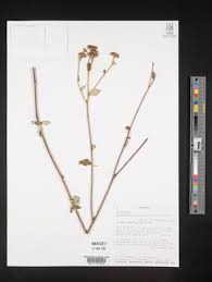 Image result for Gutenbergia cordifolia