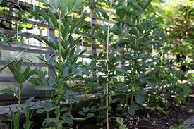 They are large and easy for little broad beans will keep well in the fridge for a few days with their pods intact. Broad Beans Grow It Eat It