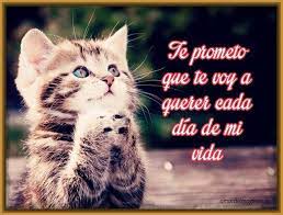 Aquí encontrarás las mejores imágenes de cachorritos de amor para whatsapp gratis y para compartir en redes sociales. Gatos Tiernos Con Frases Bonitas De Amor En 2020 Buenas Noches Frases Imagenes De Gatos Imagenes De Amor