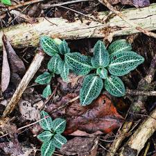 Image result for Goodyera