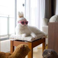 Crafty Cat Lover Photographs Cats In Hats Made From Their Fur Cat Hat Felt Cat Cats With Hats