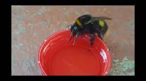 First of all, what you have to do is cut up and peel the fruits. How To Help Revive A Cold Or Wet Bee Save Bees