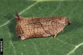 Image result for Archips podanus