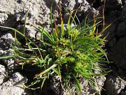 Image result for Cyperus trigonellus