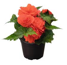 Image result for Begonia nyassensis