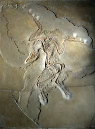 I was wondering what the current scientific consensus is and if anyone can explain to me what the true relationship between birds and dinosaurs are? Origin Of Birds Wikipedia