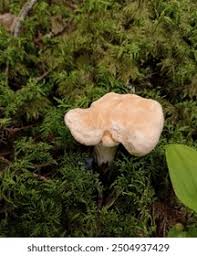 Image result for Hylodesmum repandum