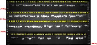 Image result for Cyamopsis serrata