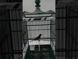 Murai tergolong dalam burung cacing yang dapat anda temukan di semenanjung malaysia, sumatra, dan untuk jantan, burung tersebut punya bentuk tubuh tampak lebih besar dibandingkan dengan betina. Suara Burung Deot Murai Irian Youtube